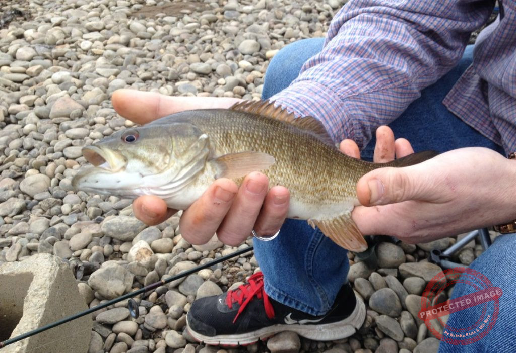 Frequently Asked Questions include species identification