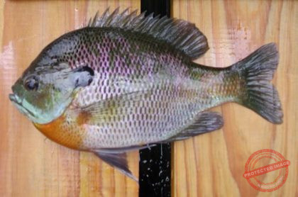 bluegill A fish commonly targeted by children learning to fish