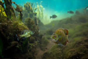 Understanding Panfish Habitat