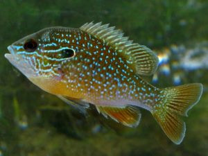 Common panfish longear sunfish