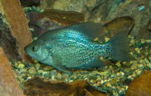 Common panfish Black crappie