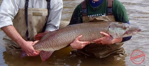 Starting Musky fishing 