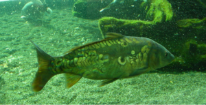 carp fishing tips for beginners targeted species