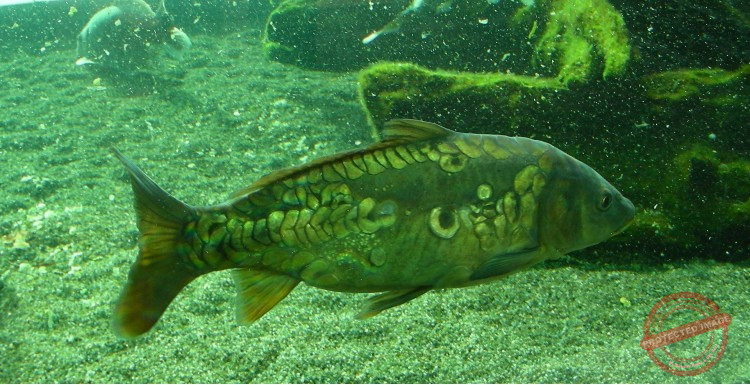 Carp fishing the use of scent does help catch fish