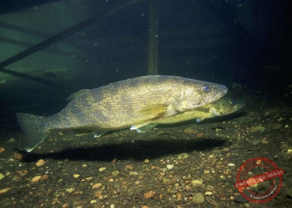 Walleyes require the best spinning reels for fishing