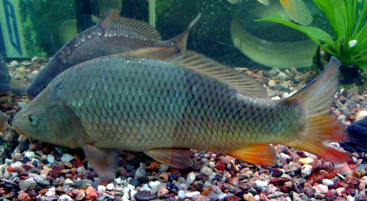 use pack baits for carp for more action
