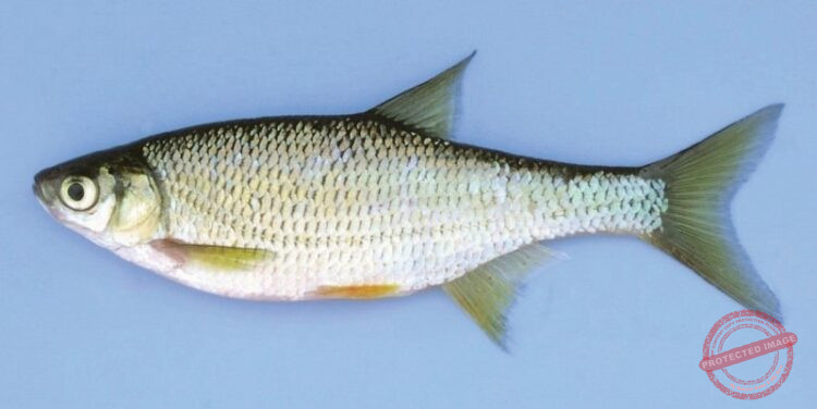 Regulating and Restricting Bait includes purchased baits like the golden shiner
